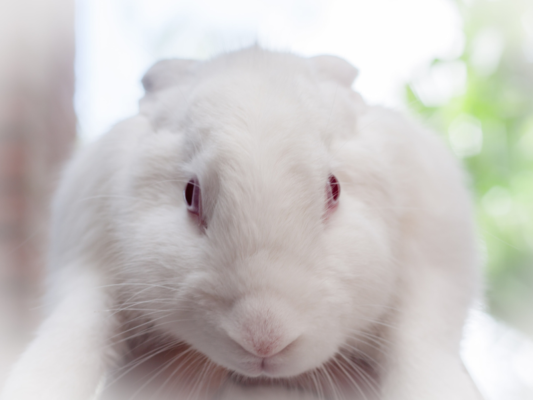 What is Cruelty-free Product or Product Without Cruelty?