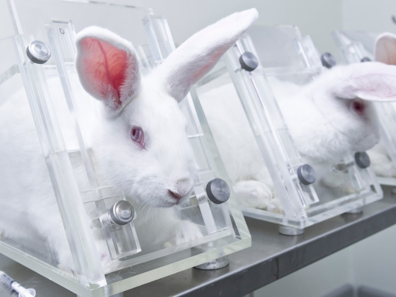 testing on animals animal cruelty